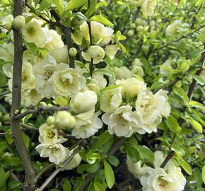 Kdoulovec lahvicovitý 'Yukigoten' - Chaenomeles speciosa 'Yukigoten'