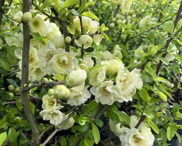 Kdoulovec lahvicovitý 'Yukigoten'