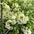 Chaenomeles speciosa 'Yukigoten'