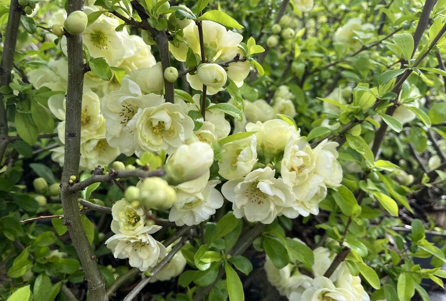 Kdoulovec lahvicovitý 'Yukigoten' - Chaenomeles speciosa 'Yukigoten'