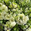 Kdoulovec lahvicovitý 'Yukigoten' - Chaenomeles speciosa 'Yukigoten'