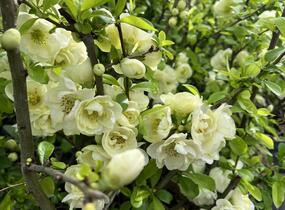 Kdoulovec lahvicovitý 'Yukigoten' - Chaenomeles speciosa 'Yukigoten'