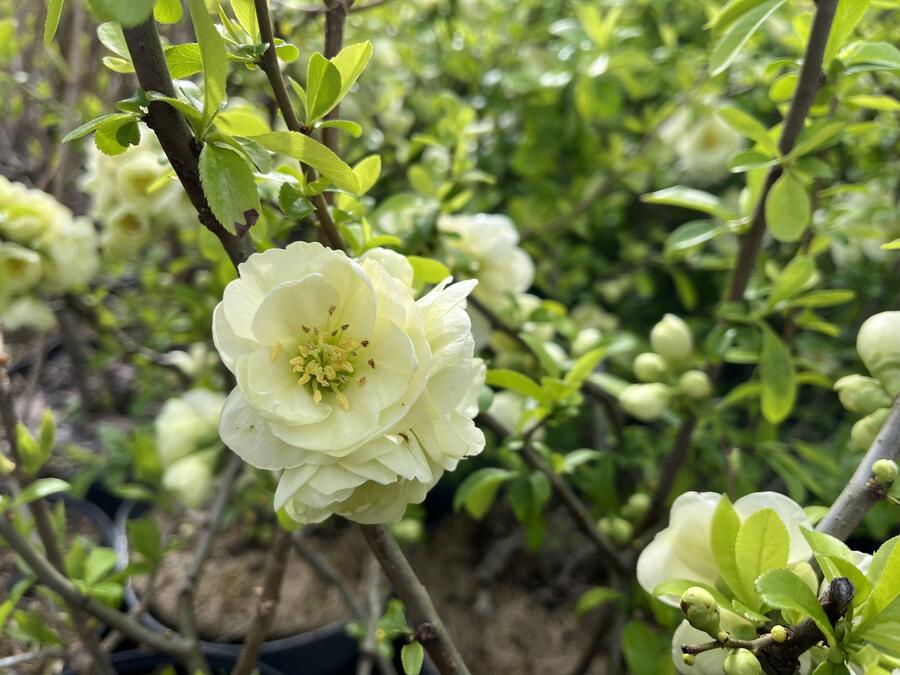 Kdoulovec lahvicovitý 'Yukigoten' - Chaenomeles speciosa 'Yukigoten'