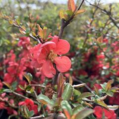 Kdoulovec nádherný 'Orange Trail' - Chaenomeles superba 'Orange Trail'