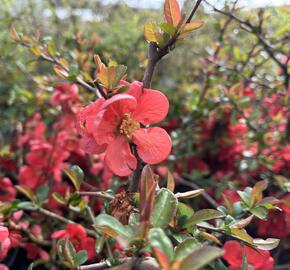 Kdoulovec nádherný 'Orange Trail' - Chaenomeles superba 'Orange Trail'