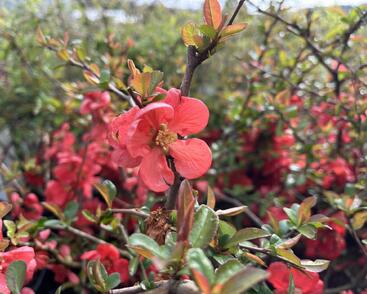 Kdoulovec nádherný 'Orange Trail'