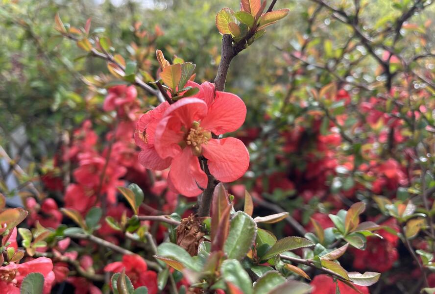 Kdoulovec nádherný 'Orange Trail' - Chaenomeles superba 'Orange Trail'