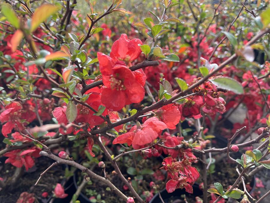 Kdoulovec nádherný 'Orange Trail' - Chaenomeles superba 'Orange Trail'