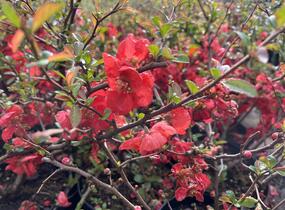 Kdoulovec nádherný 'Orange Trail' - Chaenomeles superba 'Orange Trail'