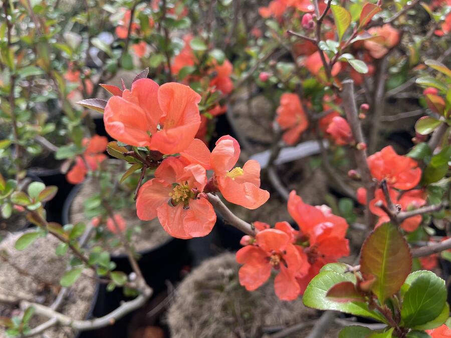 Kdoulovec nádherný 'Salmon Horizon' - Chaenomeles superba 'Salmon Horizon'