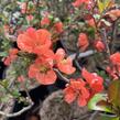 Kdoulovec nádherný 'Salmon Horizon' - Chaenomeles superba 'Salmon Horizon'