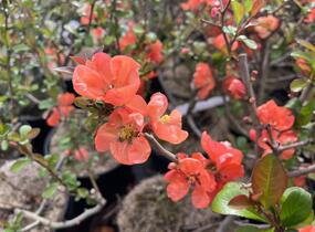 Kdoulovec nádherný 'Salmon Horizon' - Chaenomeles superba 'Salmon Horizon'