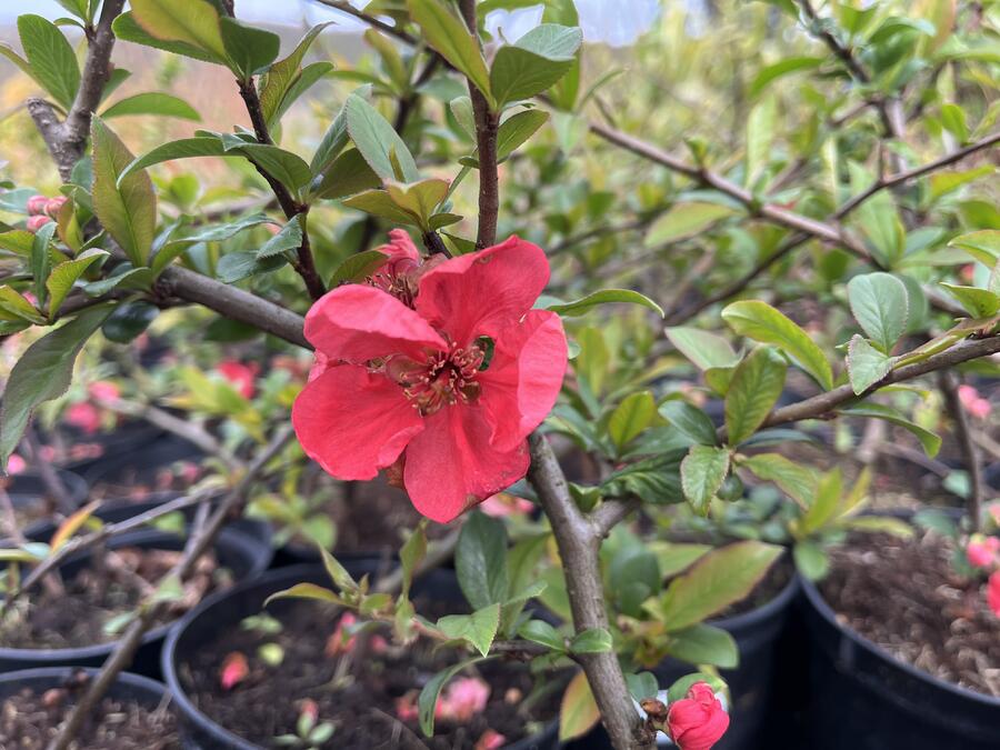 Kdoulovec nádherný 'Pink Lady' - Chaenomeles superba 'Pink Lady'