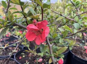 Kdoulovec nádherný 'Pink Lady' - Chaenomeles superba 'Pink Lady'