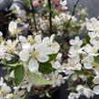 Jabloň okrasná 'Evereste' - Malus 'Evereste'