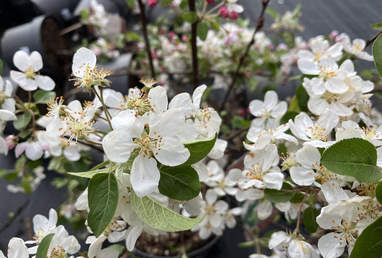 Jabloň okrasná 'Evereste' - Malus 'Evereste'