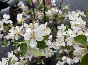 Jabloň okrasná 'Evereste' - Malus 'Evereste'