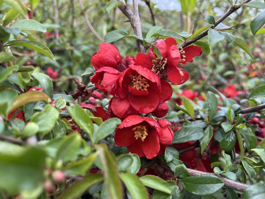 Kdoulovec nádherný 'Red Trail! - Chaenomeles superba 'Red Trail'