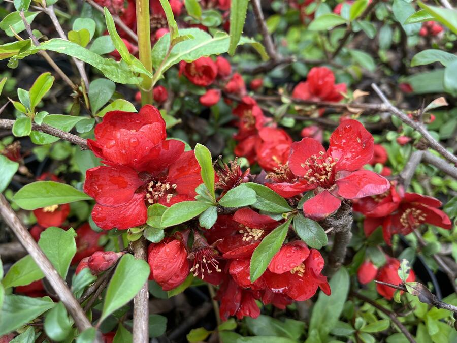 Kdoulovec nádherný 'Red Trail! - Chaenomeles superba 'Red Trail'