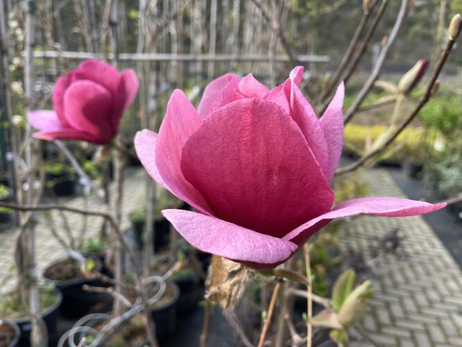 Šácholan 'Emperor' - Magnolia 'Emperor'