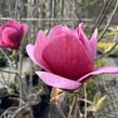 Šácholan 'Emperor' - Magnolia 'Emperor'