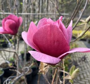 Šácholan 'Emperor' - Magnolia 'Emperor'