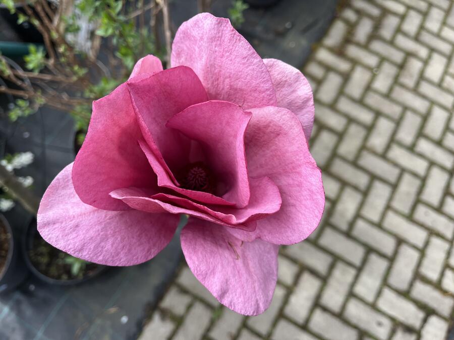 Šácholan 'Emperor' - Magnolia 'Emperor'