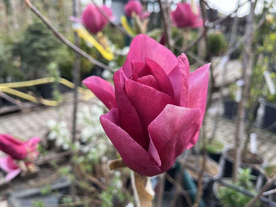 Šácholan 'Emperor' - Magnolia 'Emperor'