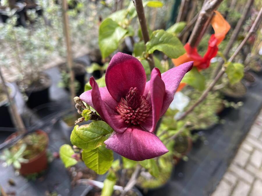 Šácholan 'Genie' - Magnolia 'Genie'