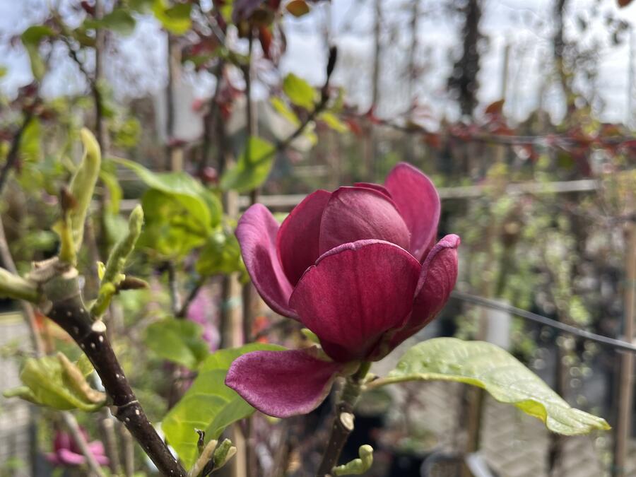 Šácholan 'Genie' - Magnolia 'Genie'