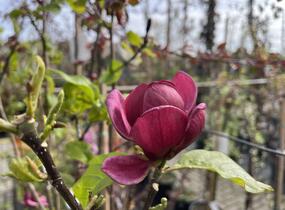 Šácholan 'Genie' - Magnolia 'Genie'