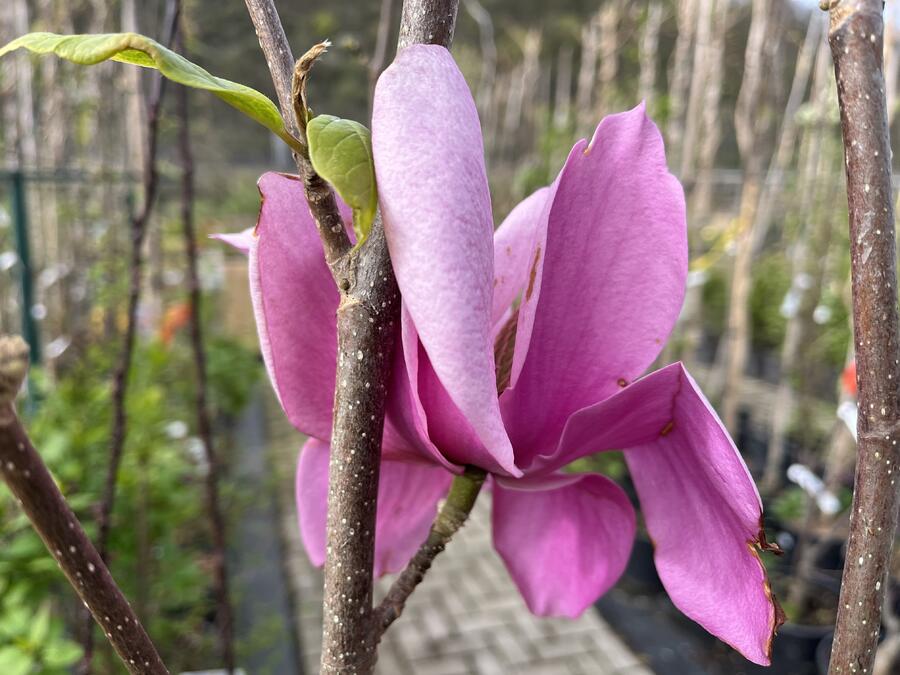 Šácholan 'Cleopatra' - Magnolia 'Cleopatra'