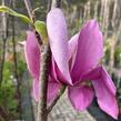 Šácholan 'Cleopatra' - Magnolia 'Cleopatra'