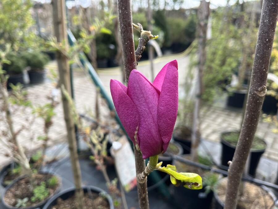 Šácholan 'Cleopatra' - Magnolia 'Cleopatra'
