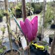 Šácholan 'Cleopatra' - Magnolia 'Cleopatra'