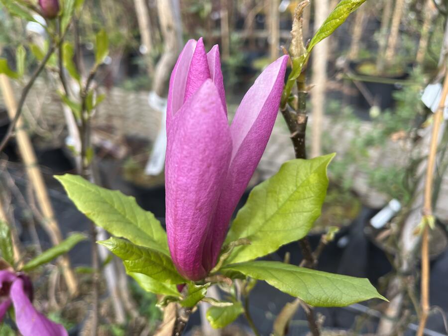 Šácholan 'Susan' - Magnolia 'Susan'