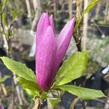 Šácholan 'Susan' - Magnolia 'Susan'