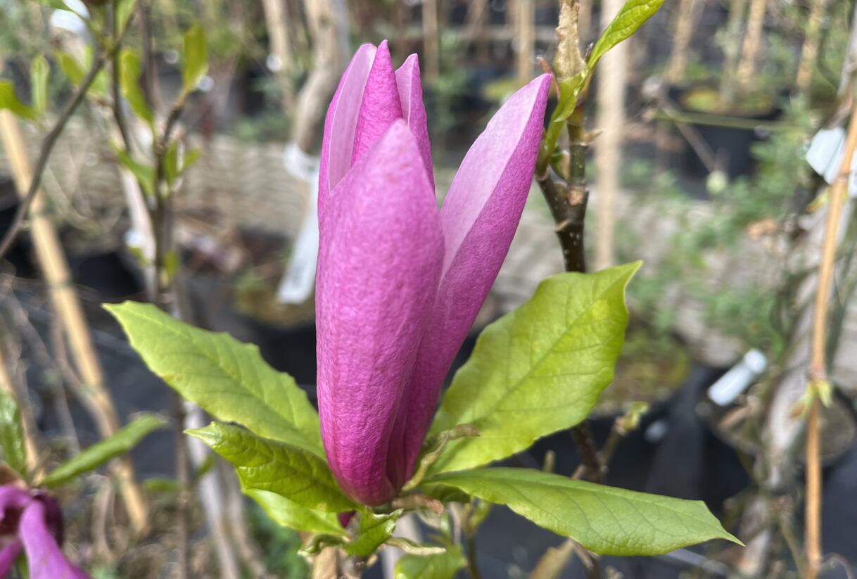 Šácholan 'Susan' - Magnolia 'Susan'