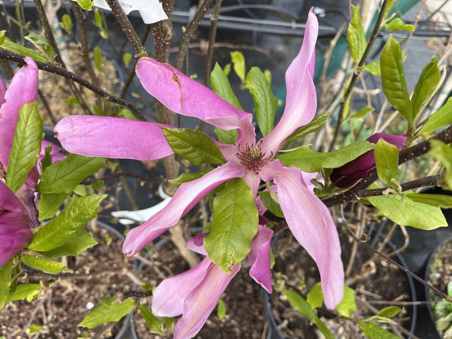 Šácholan 'Susan' - Magnolia 'Susan'