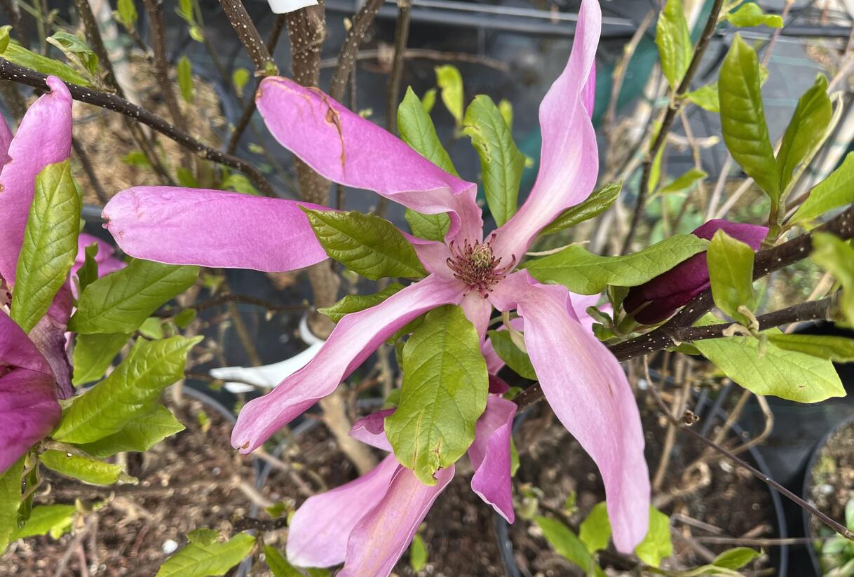 Šácholan 'Susan' - Magnolia 'Susan'