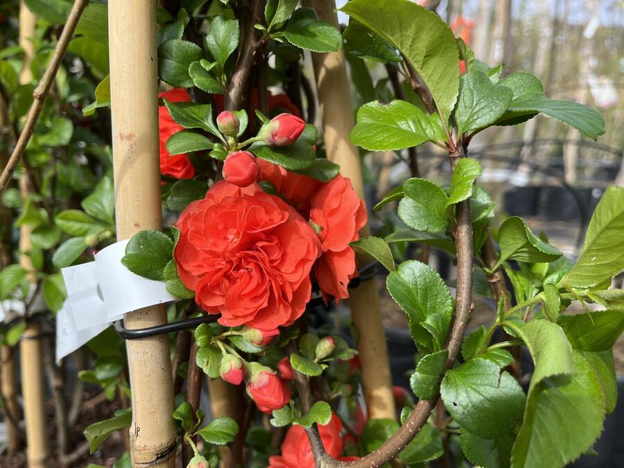 Kdoulovec nádherný 'Orange Storm' - Chaenomeles superba 'Orange Storm'