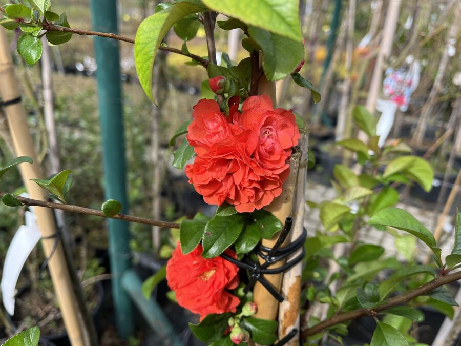 Kdoulovec nádherný 'Orange Storm' - Chaenomeles superba 'Orange Storm'