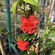 Kdoulovec nádherný 'Orange Storm' - Chaenomeles superba 'Orange Storm'
