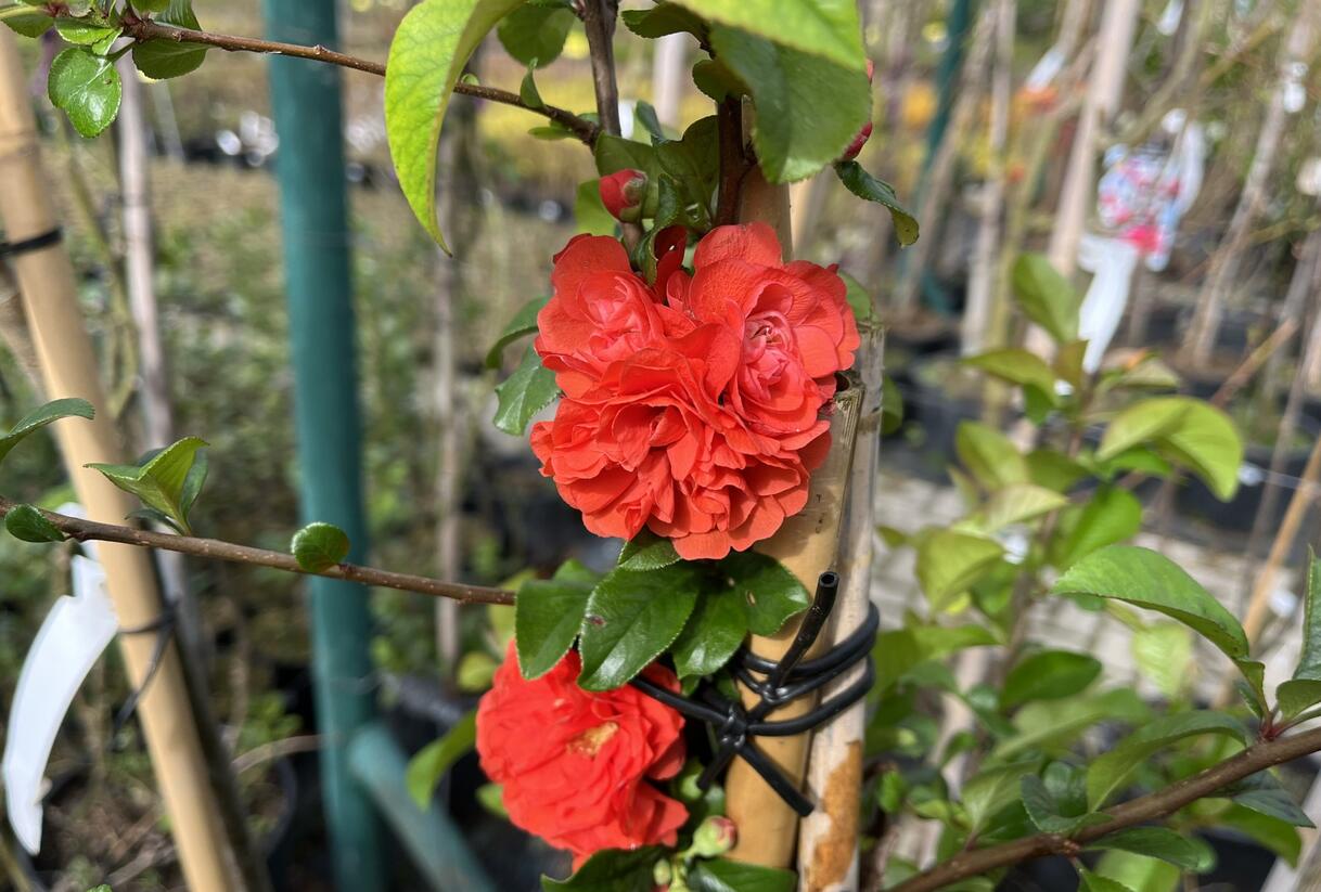 Kdoulovec nádherný 'Orange Storm' - Chaenomeles superba 'Orange Storm'