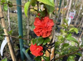 Kdoulovec nádherný 'Orange Storm' - Chaenomeles superba 'Orange Storm'