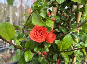 Kdoulovec nádherný 'Orange Storm' - Chaenomeles superba 'Orange Storm'