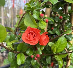 Kdoulovec nádherný 'Orange Storm' - Chaenomeles superba 'Orange Storm'