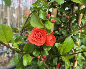 Kdoulovec nádherný 'Orange Storm'