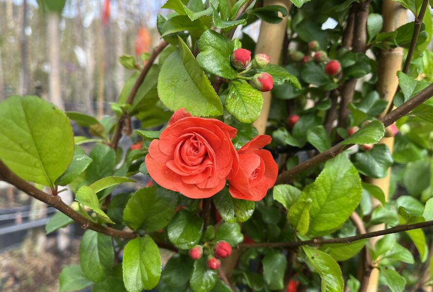 Kdoulovec nádherný 'Orange Storm' - Chaenomeles superba 'Orange Storm'