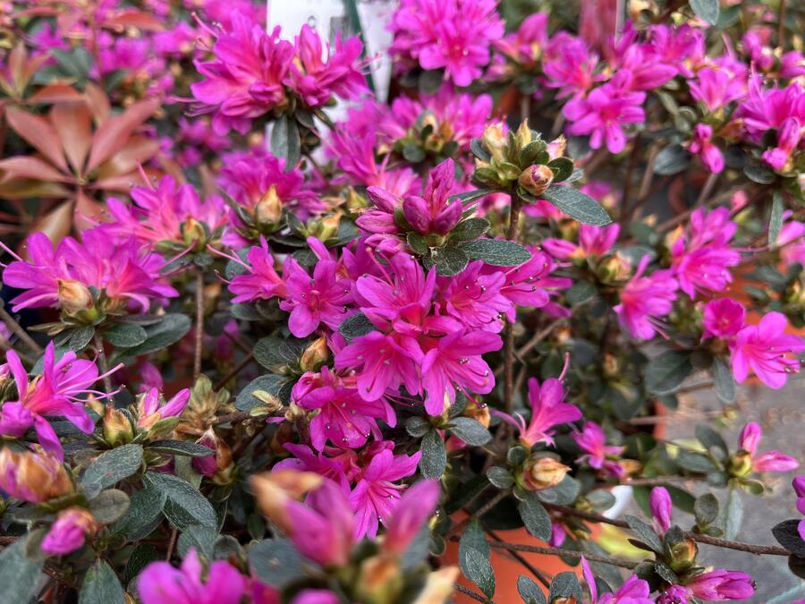 Azalka japonská 'Amoena' - Azalea japonica 'Amoena'